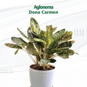 Aglonema Dona Carmen